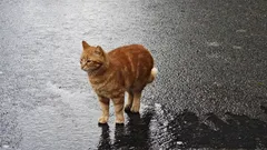 Co turysta powinien wiedzieć o kotach w Stambule: porady i historie