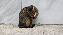 Wystarczy spojrzeć na te pyszczki: urocze stambułskie koty w obiektywie naszego fotografa