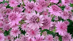 Posadź i zapomnij: niewymagająca roślina wieloletnia, która kwitnie przez całe lato