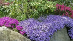 Najlepsze niskie byliny na pierwszy plan: ogród kwiatowy, który nie wymaga pielęgnacji